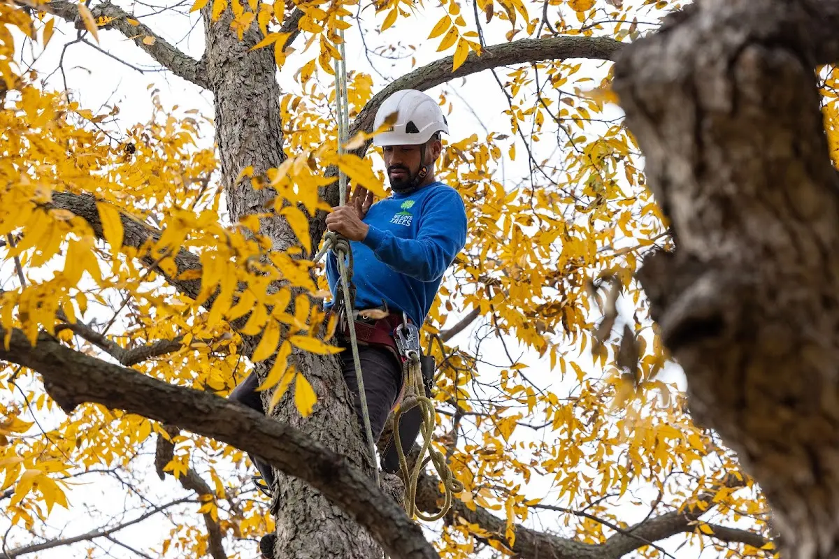 Skilled Tree Planing crew working in Capitola